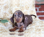 Small Photo #3 Dachshund Puppy For Sale in SHILOH, OH, USA