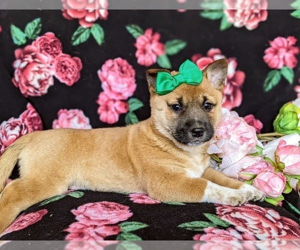 Medium Photo #6 Jack Russell Terrier-Shiba Inu Mix Puppy For Sale in ATGLEN, PA, USA