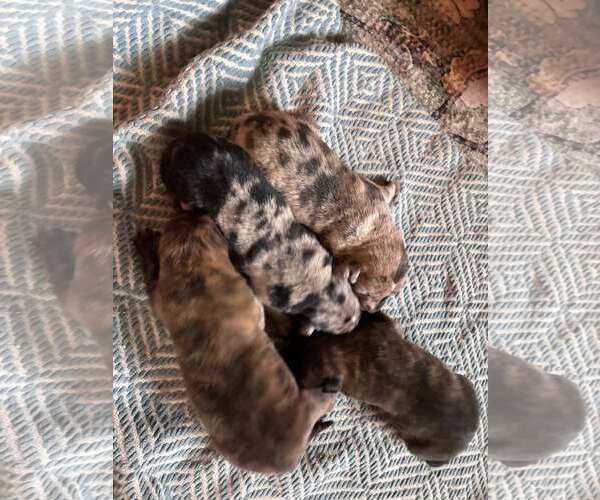 Medium Photo #1 Australian Shepherd-Plott Hound Mix Puppy For Sale in Mount Airy, NC, USA