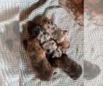 Small Australian Shepherd-Plott Hound Mix
