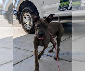 Chinese Shar-Pei Dogs for adoption in Bakersfield, CA, USA