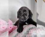 Small Photo #21 Labrador Retriever Puppy For Sale in CAPE CORAL, FL, USA
