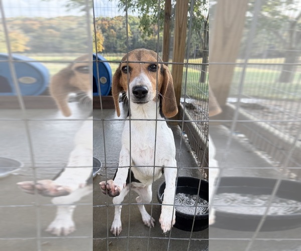 Medium Photo #1 Beagle Puppy For Sale in Ava, IL, USA