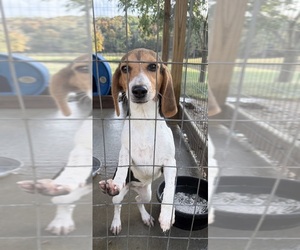 Beagle Puppy for sale in Ava, IL, USA