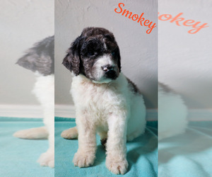 Goldendoodle Puppy for sale in BONITA SPRINGS, FL, USA
