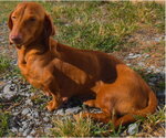 Small #5 Dachshund