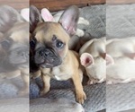 Small #5 French Bulldog
