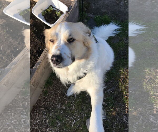 Medium Photo #5 Great Pyrenees Puppy For Sale in Spring, TX, USA