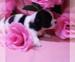 Image preview for Ad Listing. Nickname: Buttercup