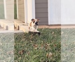 Puppy Pibald English Bulldog