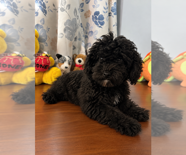 Medium Photo #28 Bichpoo Puppy For Sale in DURHAM, CT, USA