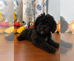 BichPoo puppies - Male Bichpoo Puppy for Sale - Photo #28