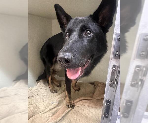 Medium Photo #1 German Shepherd Dog Puppy For Sale in Camarillo, CA, USA