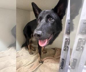 German Shepherd Dog Dogs for adoption in Camarillo, CA, USA