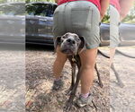 Small #3 Great Dane