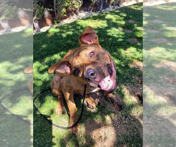 Medium Photo #7 American Staffordshire Terrier-Boxer Mix Puppy For Sale in Dana Point, CA, USA