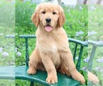 Small Photo #4 Golden Irish Puppy For Sale in JONES, MI, USA