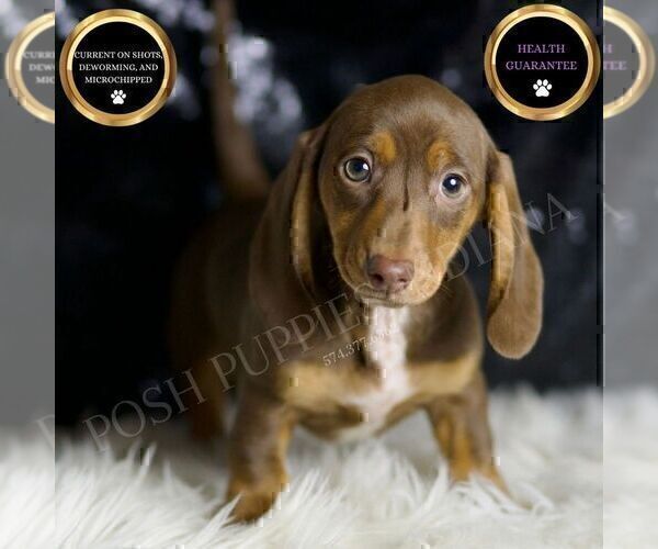 Medium Photo #2 Dachshund Puppy For Sale in WARSAW, IN, USA