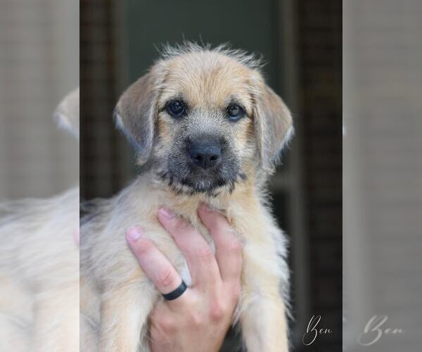 Medium Photo #3 Unknown-Wheaten Terrier Mix Puppy For Sale in Brewster, NY, USA
