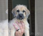 Small #2 Wheaten Terrier Mix