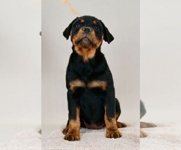 Medium Photo #17 Rottweiler Puppy For Sale in NAPPANEE, IN, USA