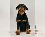 Small Photo #17 Rottweiler Puppy For Sale in NAPPANEE, IN, USA