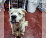 Small Photo #30 Great Pyrenees-Unknown Mix Puppy For Sale in Fargo, ND, USA