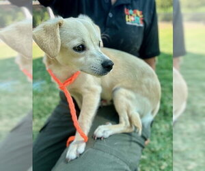 Chihuahua-Labrador Retriever Mix Dogs for adoption in Temple, TX, USA