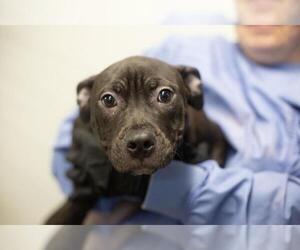 Mastador Dogs for adoption in Mountain Home, AR, USA