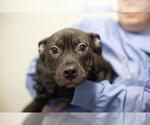 Small Mastador