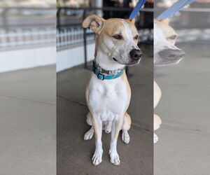 American Pit Bull Terrier-Siberian Husky Mix Dogs for adoption in Huntington Beach, CA, USA