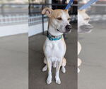 Small American Pit Bull Terrier-Siberian Husky Mix