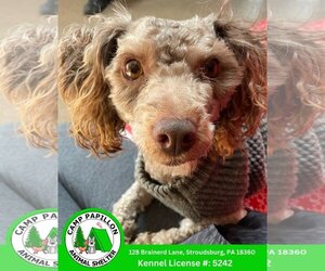 Poodle (Miniature) Dogs for adoption in Stroudsburg, PA, USA
