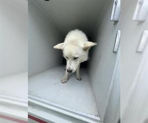 Huskies -Unknown Mix Dogs for adoption in Houston, TX, USA