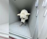 Small Huskies  Mix