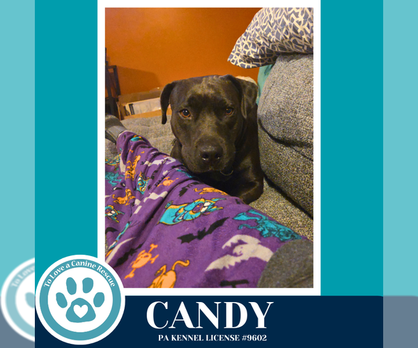 Medium Photo #2 Labrador Retriever-Unknown Mix Puppy For Sale in Kimberton, PA, USA