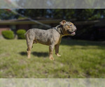 Small Photo #12 Olde English Bulldogge Puppy For Sale in MEMPHIS, TN, USA