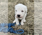 Puppy 1 Sheepadoodle-Unknown Mix