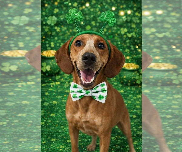 Medium Photo #2 Redbone Coonhound-Unknown Mix Puppy For Sale in pomfret, CT, USA