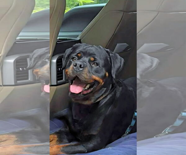 Medium Photo #3 Rottweiler Puppy For Sale in White Hall, AR, USA