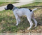 Small Photo #40 German Shorthaired Pointer Puppy For Sale in MCKINNEY, TX, USA