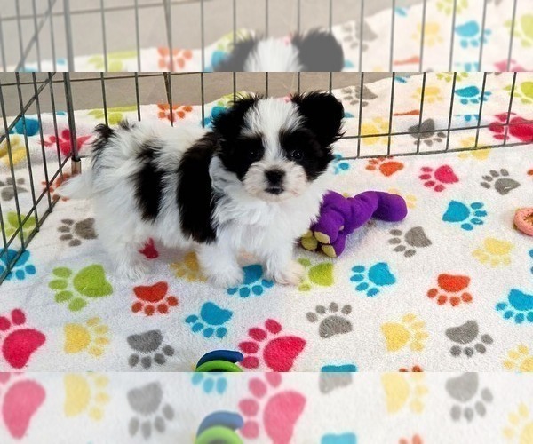 Medium Photo #5 Papitese Puppy For Sale in ORO VALLEY, AZ, USA