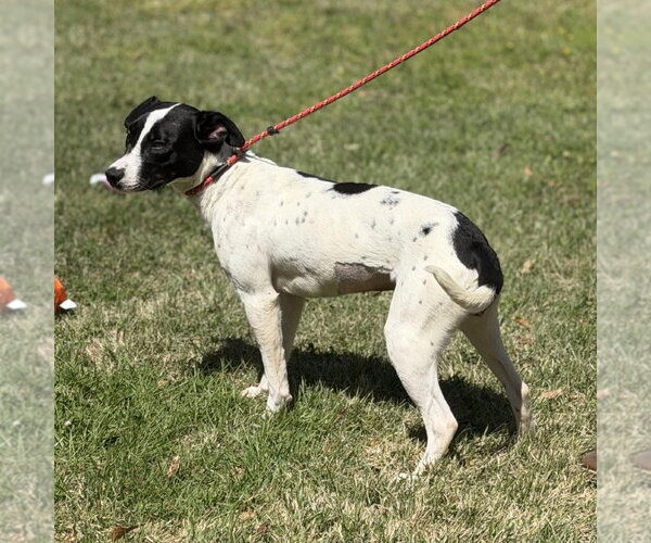 Medium Photo #3 Mutt Puppy For Sale in Yardley, PA, USA