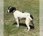 Small #2 Mutt