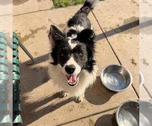 Border Collie Dogs for adoption in Modesto, CA, USA