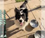 Small Border Collie