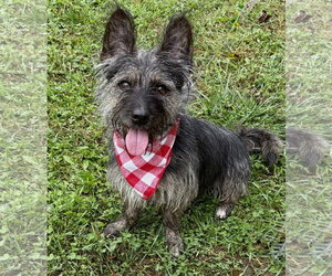 Jeter - Male Mutt Dog for Adoption - Photo #2