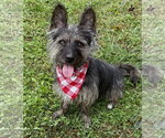 Small Photo #2 Mutt Puppy For Sale in Spring Lake, NJ, USA