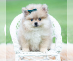 Small #4 Pomeranian