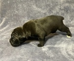Small Photo #4 Boxer Puppy For Sale in CLAREMORE, OK, USA